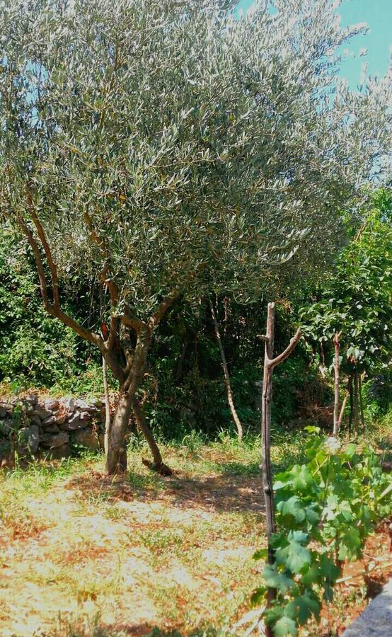 וירפזאר Country House "Lipa" Komarno מראה חיצוני תמונה