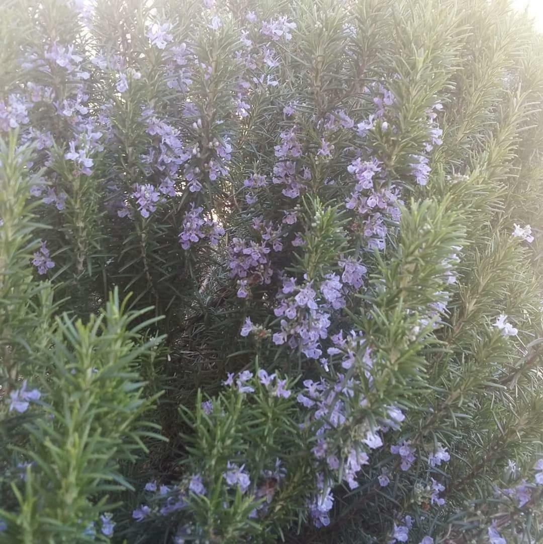 וירפזאר Country House "Lipa" Komarno מראה חיצוני תמונה